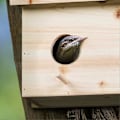 Pikkukuva 5 / 5: Tähtikuusien pesä