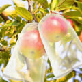 Miniatyrbilde 5 av 5: 50 stk Druefruktbeskyttelsespose, Gjenbrukbar Frukt Organzapose Mesh Meshposer med Trekkstreng Oppbevaringsposer for Frukt