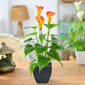 Miniatyrbillede 4 af 5: Kunstig Blomst Rød Orange Calla Lily Lille Kunstig Potteplante med Falsk Bonsai i Sort Potte Velegnet til Hjem, O