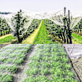 Miniatyrbillede 5 af 5: Grøntsagsbeskyttelsesnet, 6x2,5m Mesh Anti-insekt Net, Insektbeskyttelse Have Med Nål Fikseringsstænger, Til Beskyttelse Af Planter Frugt Blomster Afgrøder Eller