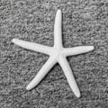 Miniatyrbild 4 av 5: 3 st. Konstgjorda Söstjärnor i Fast Färg Dekorativa Harts Strandkust Söstjärnor Nautisk Prydnad för Bröllop
