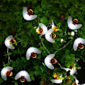 Miniatyrbilde 3 av 5: LED 5m 20 bie utevannstette eventyrlampe [hvitt lys]
