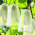 Miniatyrbillede 4 af 5: 50 stk. Drue Frugtbeskyttelsespose, Genanvendelig Frugt Organza Pose Mesh Netposer med Træk snor Opbevaringsposer til Frugt