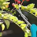 Miniatyrbillede 4 af 5: Haveknive Nye Blomstergren Haveknive Spidse Frugt Haveknive Beskærere (Klassisk Blå)
