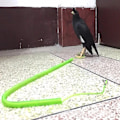 Pikkukuva 7 / 10: 3 lintua lentävät köyttä - loki 5M4