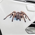 Pikkukuva 6 / 10: 3D-puskuritarra Autodekor Spider Crawling SCORPION - korkea laatu Scorpion