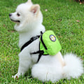Pikkukuva 10 / 11: Koiran itsereppu Pet Rolling Reppu RED S - spot-myynti red S