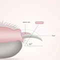Pikkukuva 4 / 9: LED-kynsileikkurit lemmikeille, kynsileikkurit kissoille ja koirille - spot-myynti green