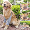 Pikkukuva 3 / 10: Koiran vaatteet Pullover-vaatteet - varasto 3XL3
