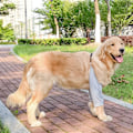 Pikkukuva 8 / 10: Koiran vaatteet Pullover-vaatteet - varastossa XL3