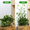 Pikkukuva 5 / 10: Plant Clip Rotting Clamp Wall Vines V-Vines - varastossa S-10pcs