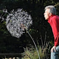 Miniatyrbillede 4 af 5: Have Dandelions og feer dans sammen i haven P1