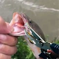 Miniatyrbilde 5 av 5: Fisketang Kutter Flettet Line Lokkemiddel Agn Saks Krokfjerner Verktøy Fiskeutstyr Fiskesaks Multi-Funksjon Klipp