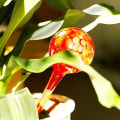 Miniatyrbild 4 av 5: Vattenboll Blomma Vattenglas Vattenarm Vattenbollar Liten Självbevattnande Blomkruka 6x15cm För Krukväxter
