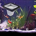 Miniatyrbillede 3 af 5: Akvarium Rød Orm Hældning Fiskefoder Rør Fiskefoder med Sugeskål Foderredskab Materiale Plast