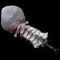 Miniatyrbilde 5 av 5: Cervikal Vertebra Arteria Ryggrad Spinalnerver Anatomisk Modell