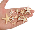 Miniatyrbillede 5 af 5: 100 stk Naturlige Søstjerner Skaller Strand Håndværk Diy Strand Håndværk 1-5cm