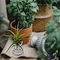 Miniatyrbillede 2 af 5: 6 stk. Luftstand Luftplante Beholder Tillandsia Holder Rustfrit Stål Display Luft Ananas Base