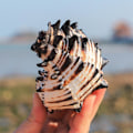 Miniatyrbillede 5 af 5: Ocean Conch Naturlige Store Havskaller Ideelle Til Bryllupsfest Dekoration