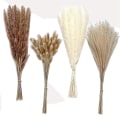 Pikkukuva 1 / 5: 100 kpl 17 tuuman Pampas R, Kuivattu Pampasruoho Sisältää Pampas ( Ja ), Re
