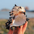 Miniatyrbillede 4 af 5: Ocean Conch Naturlige Store Havskaller Ideelle Til Bryllupsfest Dekoration