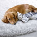 Miniatyrbilde 3 av 4: Rundt teppe Shaggy Shaggy Shaggy Soverom Nedstigning Mykt Teppe Teppe For Soverom Dekorativ Moderne Stil Teppe For Stue Soverom Sofa Natte (W