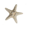 Miniatyrbilde 4 av 5: 12 X Knutete Sjøstjerner 5-7cm Sjøstjerne Strand Bryllup Display Håndverk Dekorasjon