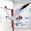 Miniatyrbillede 3 af 5: Kunstig Flyvende Måge Hængende Fugl Skumfugl Statue Ornament til Strandbryllup Festartikler