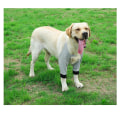 Miniatyrbild 3 av 3: Armbåge Skyddande Pad Mjuk Andningsbar Smärtlindring Axelstöd Armbåge Pads Hund Pads (M)
