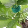 Miniatyrbillede 2 af 5: 2 havefastgørere til planter, genanvendelige nylonbåndruller til klatreplanter - 10 mm x 10 m - grøn
