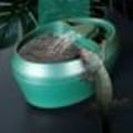Miniatyrbillede 2 af 4: Reptil Drikkevand Springvand Fodring Reptil Terrarium Dispenser