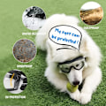 Miniatyrbillede 5 af 5: Hundebriller Kæledyr Solbriller Øjenbeskyttelse Store Medium Hunde Vandtæt Vindtæt - Transparent