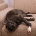Pikkukuva 4 / 5: 5 kpl (väri) pehmoinen imitoitu hiiri kissa hauska itselyövä kissan lelu, leikkihiiri ja catnip keskikokoiset rodut