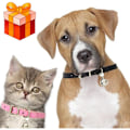Miniatyrbild 3 av 5: 2 st katt halsband, katt halsband i läder, katt halsband, justerbart katt halsband, katt halsband i läder, justerbart halsband för katter med metall och be