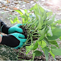 Miniatyrbild 5 av 5: Trädgårdshandskar för plantering, trädgårdshandskar med klor dam grön/lila