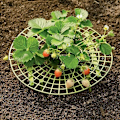 Miniatyrbilde 5 av 5: Planteringsrammer Plast Jordbær Planteposer Voksende Jordbærpose Jordbær Stativholder Grønn Jordbær Plantepose for Planting Jordbær