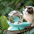 Miniatyrbillede 4 af 4: QININI 2,8L Automatisk Vanddispenser til Katte og Hunde med Integreret Filter Baseret på Pascal-Princippet, Miljøvenlig Uden Elektricitet, Blå
