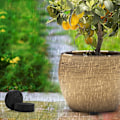 Miniatyrbild 4 av 5: YOU Osynliga Blomkrukefötter (40-pack) - Svarta Gummifötter för att Höja Växter - Självhäftande Dyna för Medelstora och Stora Krukor - Utomhus och Inomhus