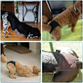 Miniatyrbillede 5 af 5: 2 stk. lag til tæver (XL), Åndbare hundelag, Fysiologiske periodetrusser til hunde med 3 hygiejniske håndklæder, Ble til hund, M til XL er sui