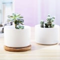 Miniatyrbild 4 av 4: Sukkulenta planter, vit minikeramisk planter utan bambubricka, 1 st - Växt ingår ej