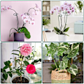 Miniatyrbild 3 av 5: Set med 10 metallväxtstöd, blomstöd för robusta trädgårdsväxter för amaryllis, liljor, pion, vitt papper, orkidéer