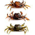 Miniatyrbillede 1 af 5: 3D-simuleret krabbe-agn