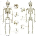 Pikkukuva 3 / 4: Halloween-kallokoriste taivutettavilla nivelillä