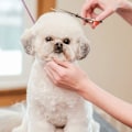 Miniatyrbilde 3 av 5: Hundesaks i rustfritt stål, skarp 4,5 tommers profesjonell hundesaks for katter, hunder og andre kjæledyr