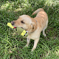 Miniatyrbillede 3 af 5: Plush Hundelegetøj Pet Kvækkende Trykt Champagne Tequila Flaskeformet Legetøj Hund Bidresistent Rens Tænder Tyggelegetøj Kæledyr