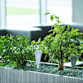 Miniatyrbillede 5 af 5: 4 stk. plastik vandingskugler, vandingsanordninger til planter, automatisk selvvandingssystem, til indendørs og udendørs planter, stueplanter, haveblomster
