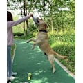 Miniatyrbillede 4 af 5: Plush Hundelegetøj Pet Kvækkende Trykt Champagne Tequila Flaskeformet Legetøj Hund Bidresistent Rens Tænder Tyggelegetøj Kæledyr
