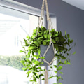 Miniatyrbilde 3 av 5: 2 stk. makramé planteoppheng, bomullsrepskurv for å henge makraméblomster for veggblomster for husdekorasjon, kontorhagearbeid 4 ben