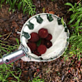 Miniatyrbillede 2 af 5: Frugtplukker i diameter 16 cm, frugtplukkere havearbejde plukkeværktøj metal frugtplukker med opsamlingspose til høst af æbler, citrusfrugter, pærer,
