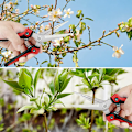 Miniatyrbilde 5 av 5: Profesjonell hagesaks i rustfritt stål for blomsterplanter